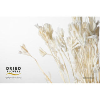 DRIED ANIGOZANTHOS PRESERVADO BLANCO1