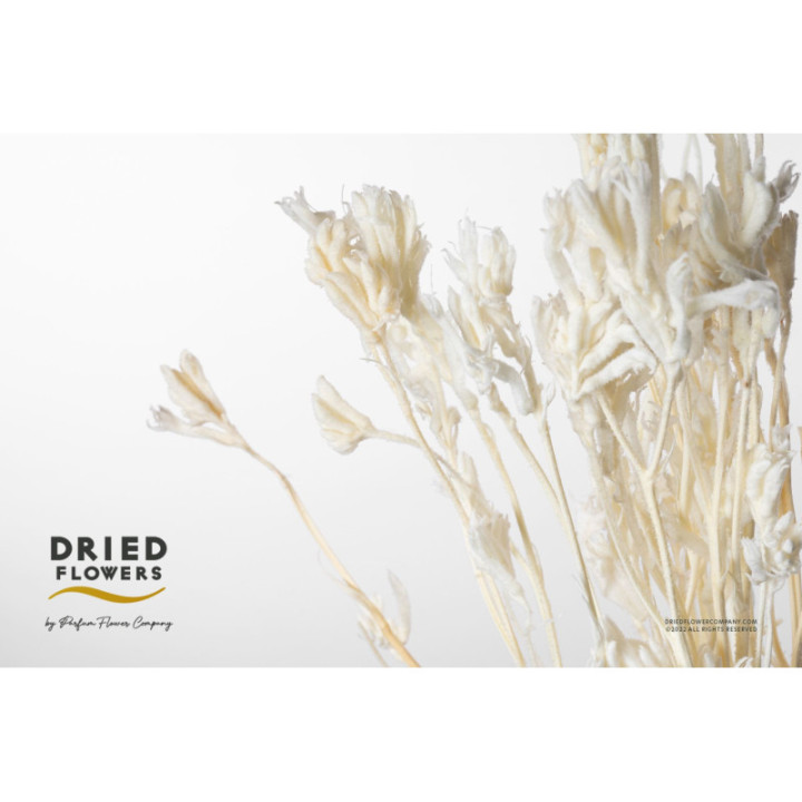 DRIED ANIGOZANTHOS PRESERVADO BLANCO1