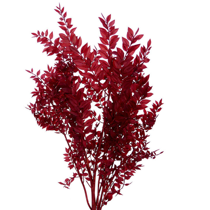 DRIED RUSCUS FINO PRESERVADO COFFE1