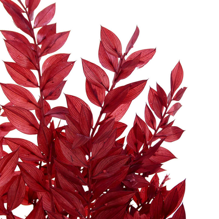 DRIED RUSCUS FINO PRESERVADO COFFE2