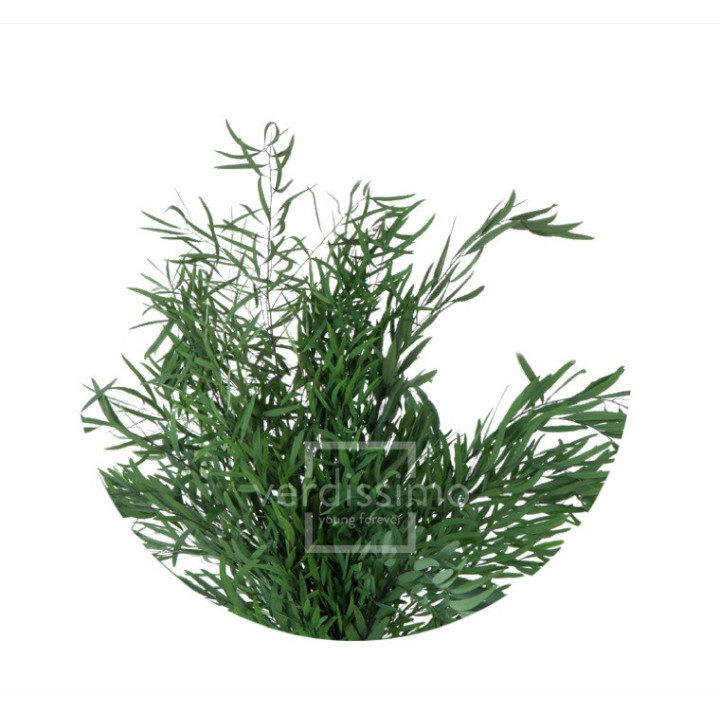 EUCALIPTUS NICOLY PRESERVADO NIC/01041