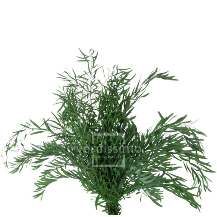 EUCALIPTUS NICOLY PRESERVADO NIC/01042