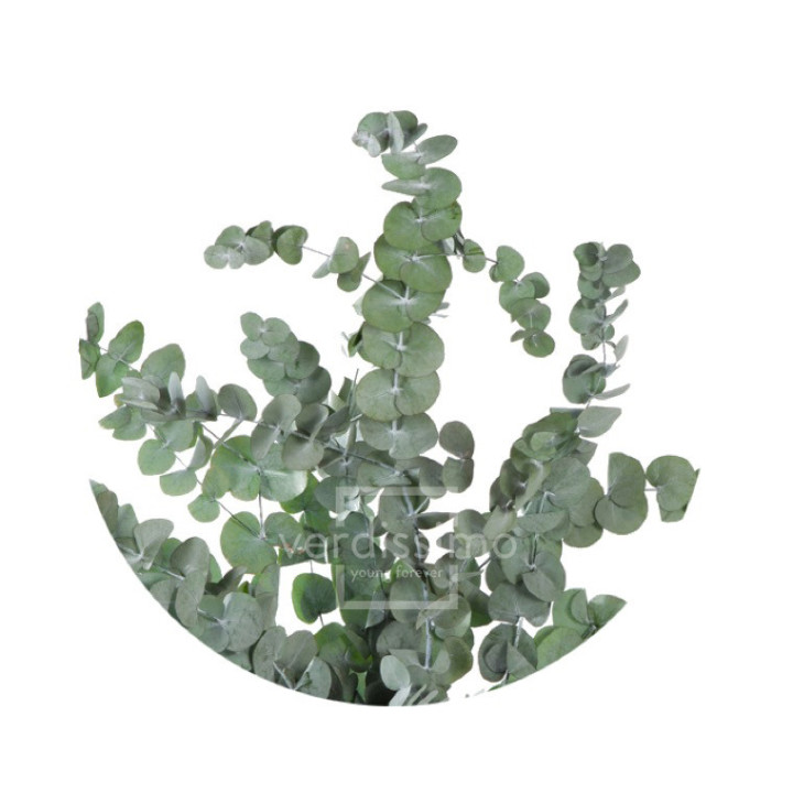 EUCALIPTUS CINEREA PRESERVADO CIN/91051