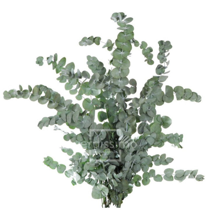 EUCALIPTUS CINEREA PRESERVADO CIN/91052