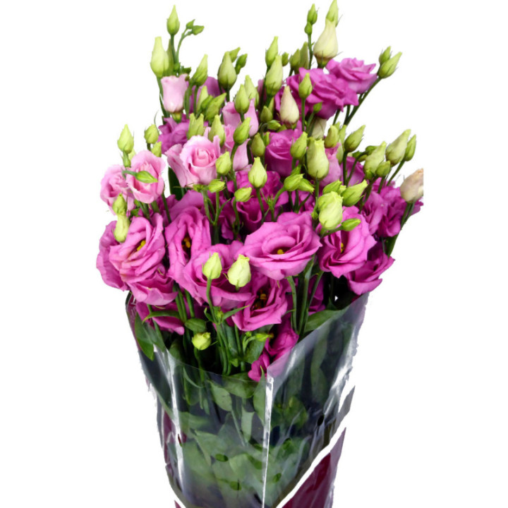LISIANTHUS ROSITA ROSE 751
