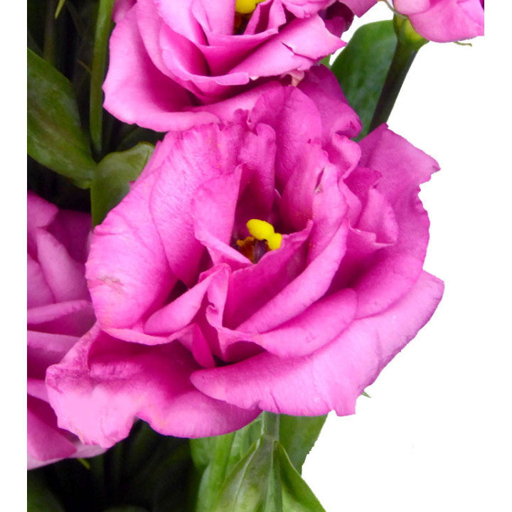 LISIANTHUS ROSITA ROSE 752