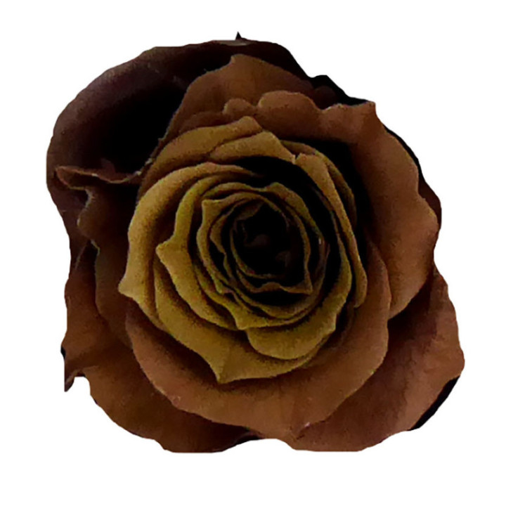 ROSA PRESERVADA CHOCOLATE 16 UNID2