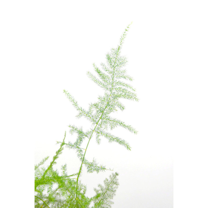 ESPARRAGUERA PLUMOSA 453