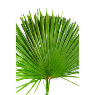 PALMITO1