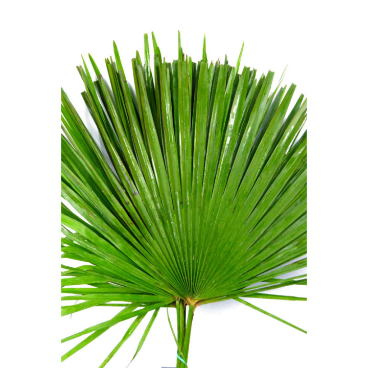 PALMITO1