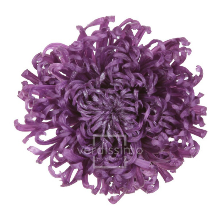 ANASTASIA PRESERVADA PURPURA ANA/28401