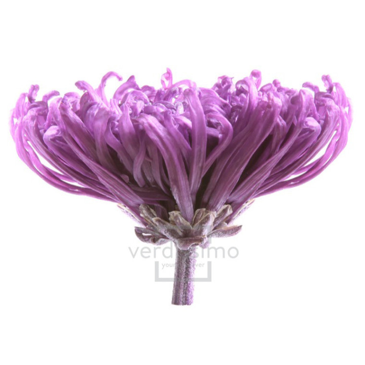 ANASTASIA PRESERVADA PURPURA ANA/28402