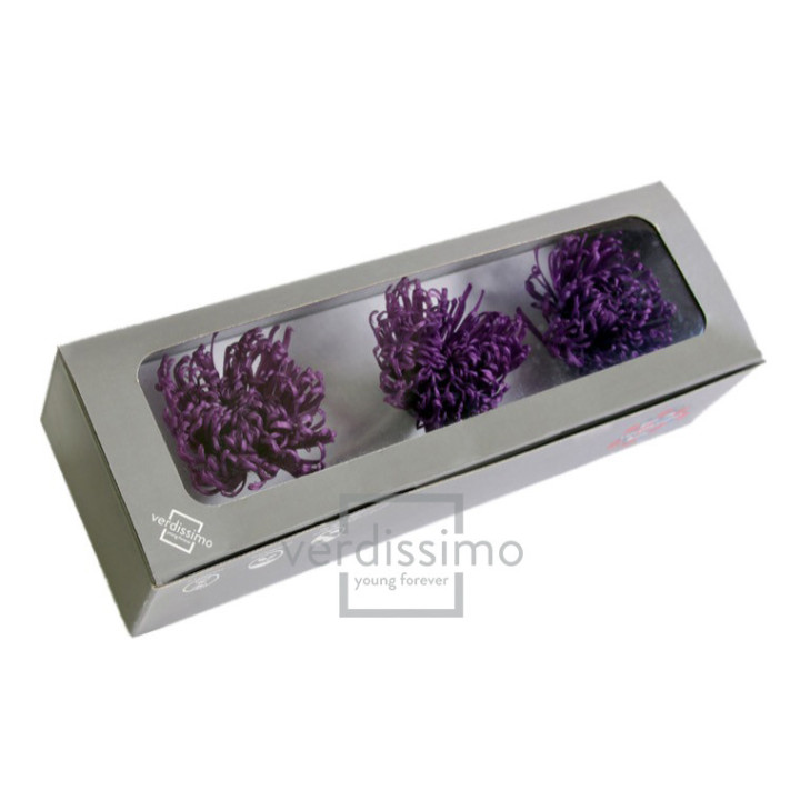 ANASTASIA PRESERVADA PURPURA ANA/28403