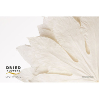 DRIED ARALIA PRESERVADA BLANCA1