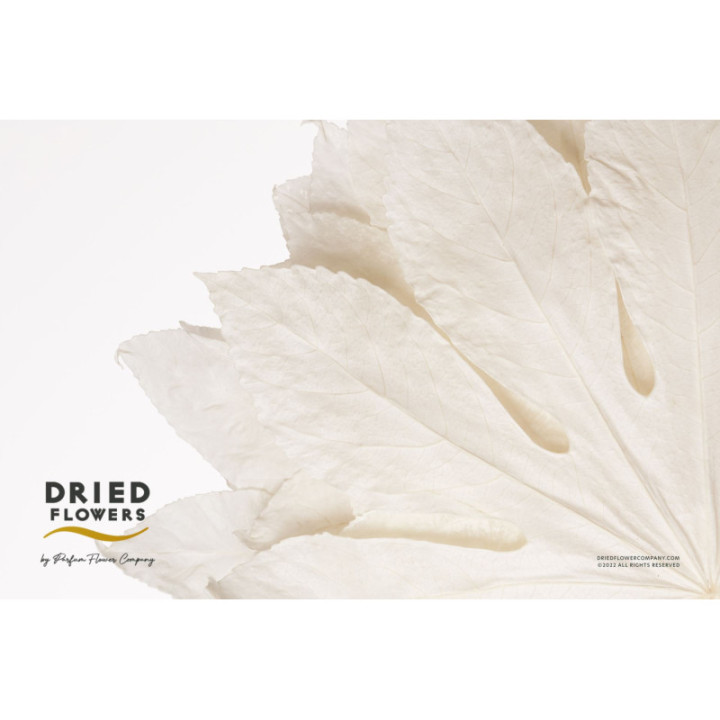 DRIED ARALIA PRESERVADA BLANCA1