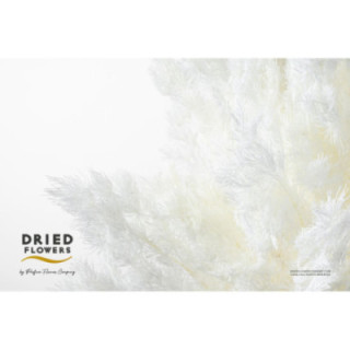 DRIED MIROCLAUDIO PRESERVADO BLANCO1