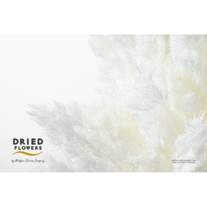 DRIED MIROCLAUDIO PRESERVADO BLANCO1