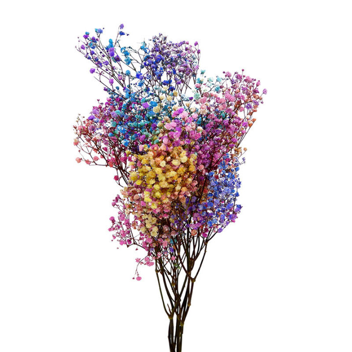 GYPSOPHILA PRESERVADO MIXTO1