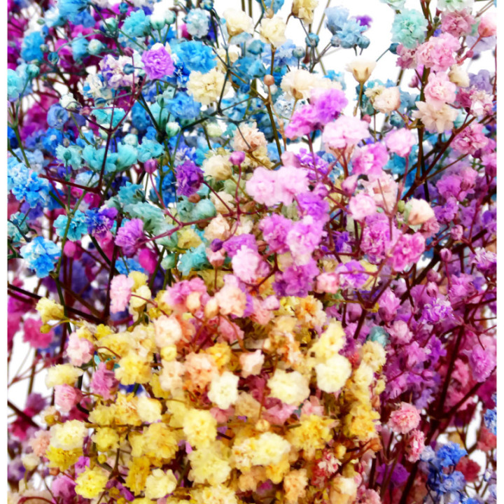 GYPSOPHILA PRESERVADO MIXTO2