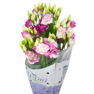 LISIANTHUS ROSITA HOT LIPS 701