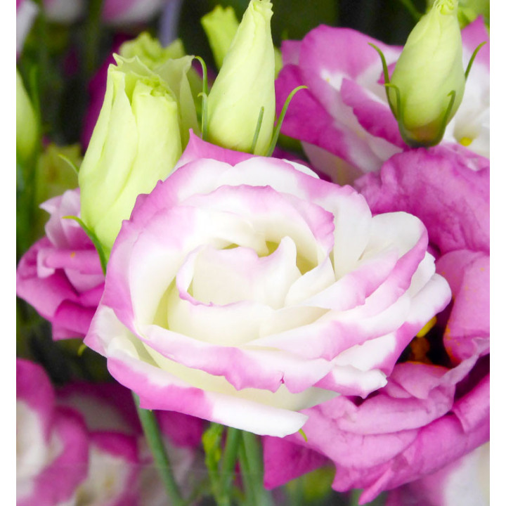 LISIANTHUS ROSITA HOT LIPS 702