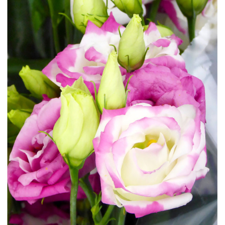LISIANTHUS ROSITA HOT LIPS 703