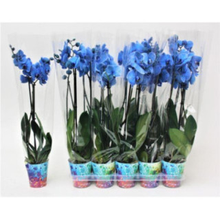 PL. PHALAENOPSIS AZUL 2T 70CM X101