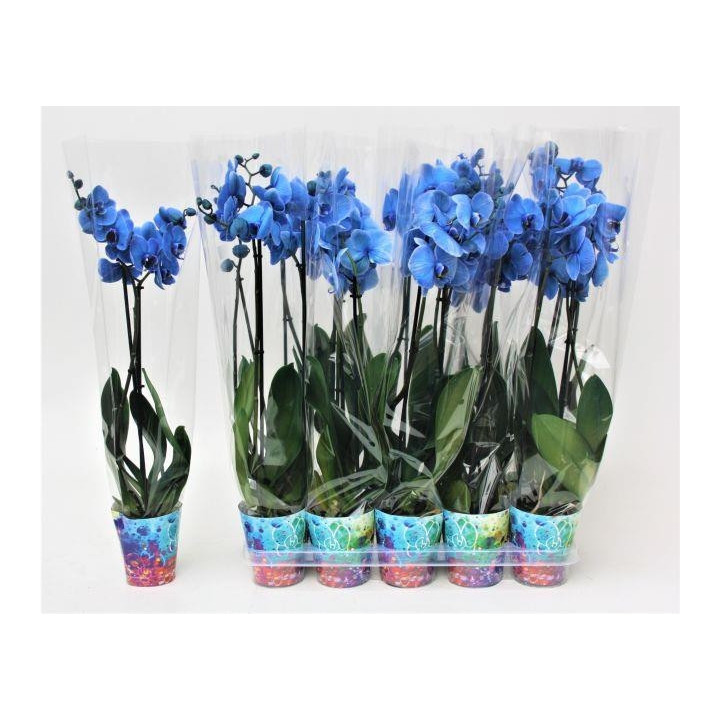 PL. PHALAENOPSIS AZUL 2T 70CM X101