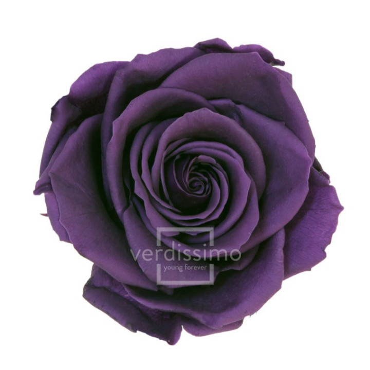 ROSA PRESERVADA PREMIUM 4 UNID RSG/28401