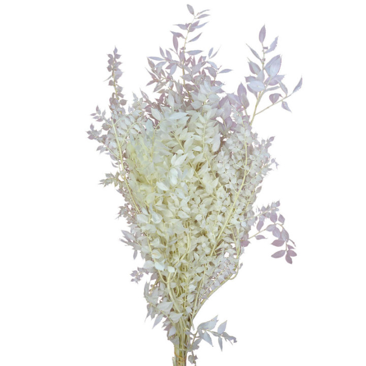 RUSCUS FINO PRESERVADO BLANCO1
