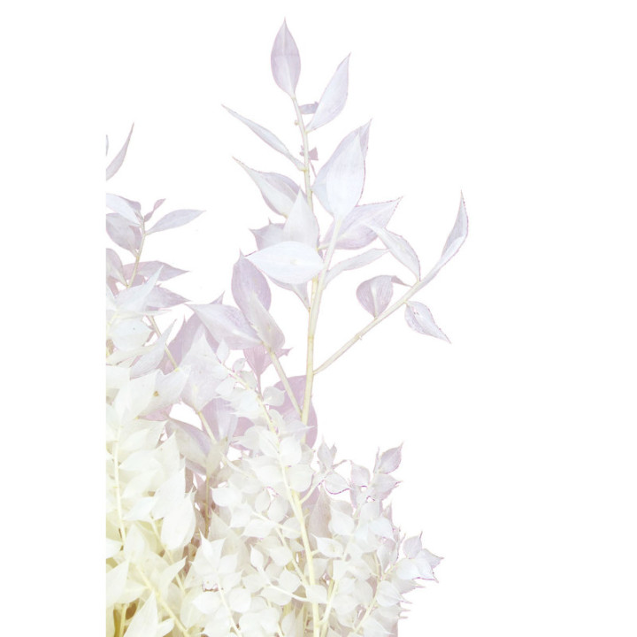 RUSCUS FINO PRESERVADO BLANCO2