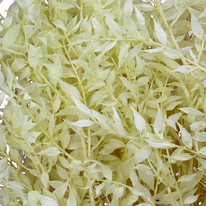 RUSCUS FINO PRESERVADO CREMA2