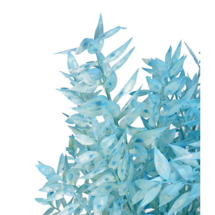 RUSCUS FINO PRESERVADO AZUL CLARO2
