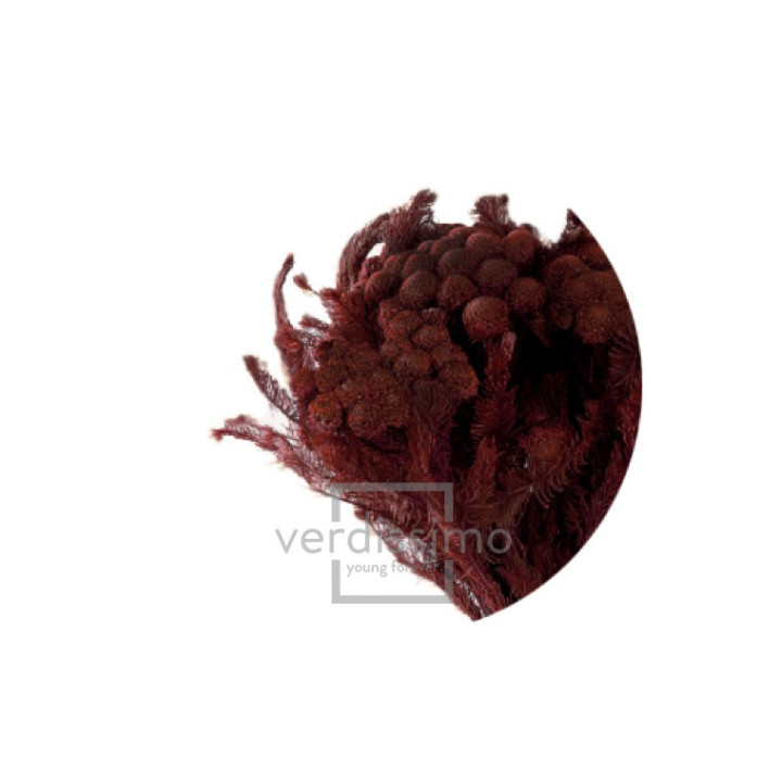 BRUNIA ALBIFLORA PRESERVADA BRU/97131