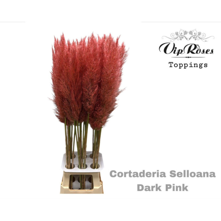DRIED CORTADERIA SEOLLANA DARK PINK 1151