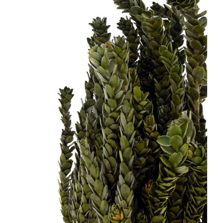 BUXIFOLIA PRESERVADA2