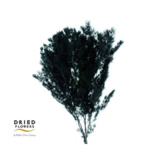 DRIED MIROCLAUDIO PRESERVADO NEGRO1