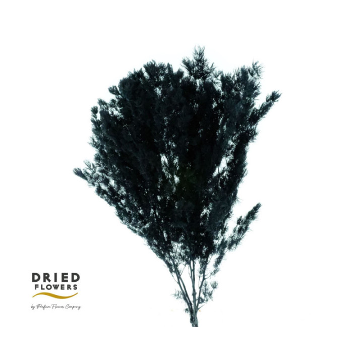 DRIED MIROCLAUDIO PRESERVADO NEGRO1