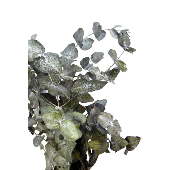 EUCALIPTUS PRESERVADO CINEREA2