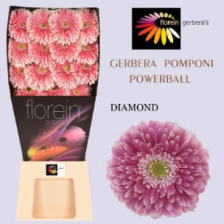 GERBERA GERPONI POWER BALL 50 X151