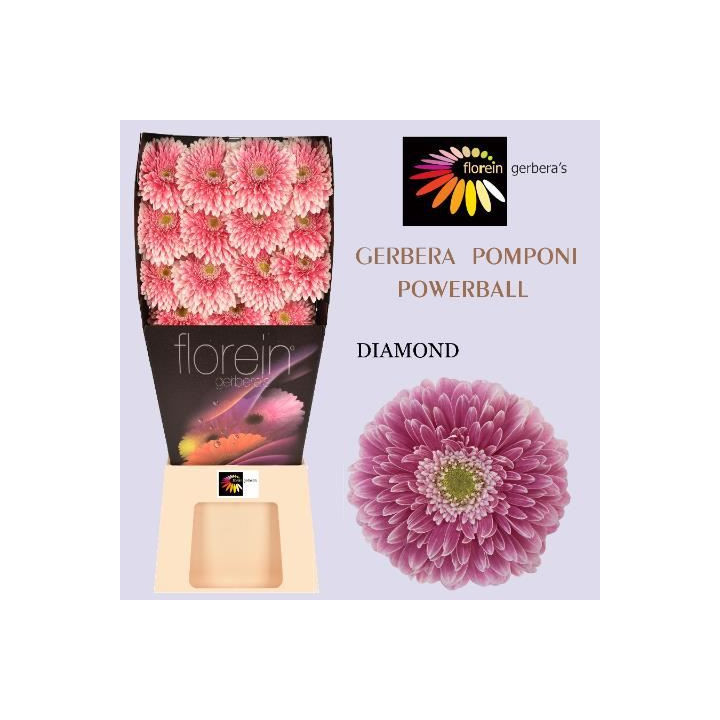 GERBERA GERPONI POWER BALL 50 X151