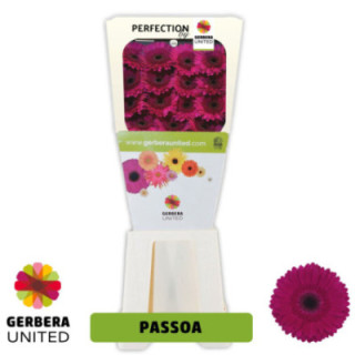 GERBERA PASSOA 50 X151