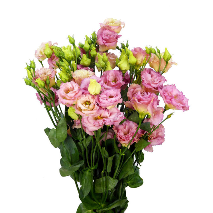 LISIANTHUS ALISSA CHAMPAGNE 701