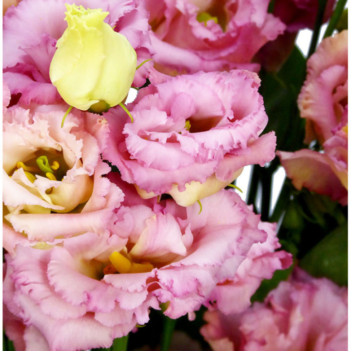 LISIANTHUS ALISSA CHAMPAGNE 702