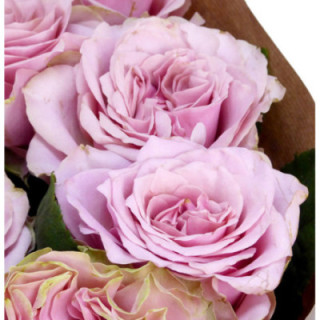 ROSA HOL RETRO LOVE 601