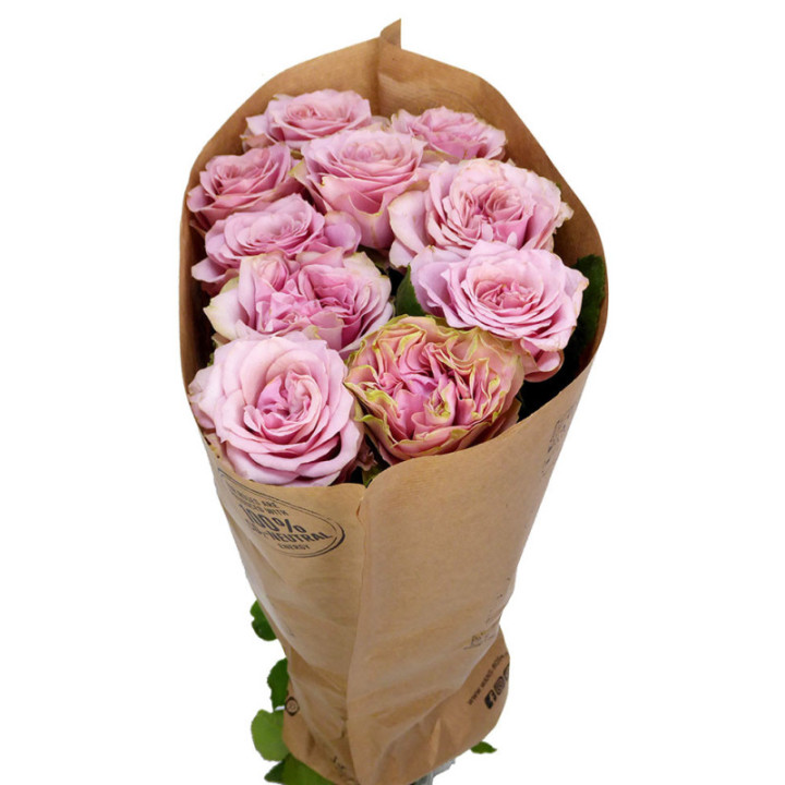 ROSA HOL RETRO LOVE 602