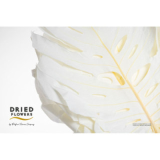 DRIED MONSTERA PRESERVADA BLANCA1