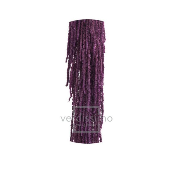 AMARANTHUS PRESERVADO PURPURA AMA/48241