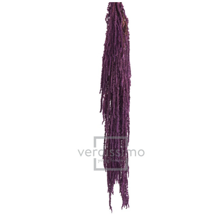 AMARANTHUS PRESERVADO PURPURA AMA/48242