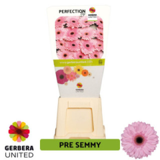 GERBERA PRE-SEMMY 50 X151